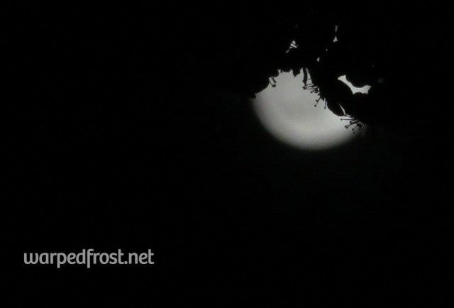 That, nevertheless, did create some interesting shots. Here, the stamens of the pear blossoms are clearly silhouetted against a fuzzy moon.