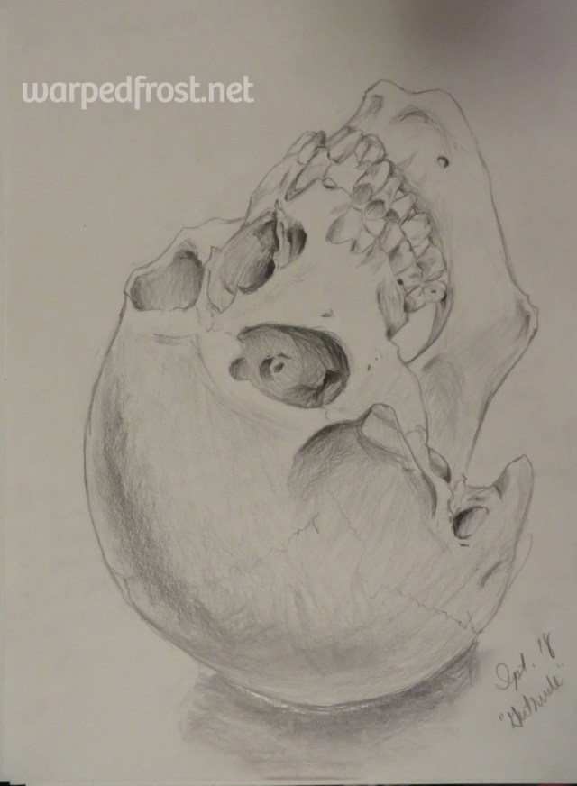 Drawn from an actual human skull the prof named Gertrude. It was a privilege to draw her.