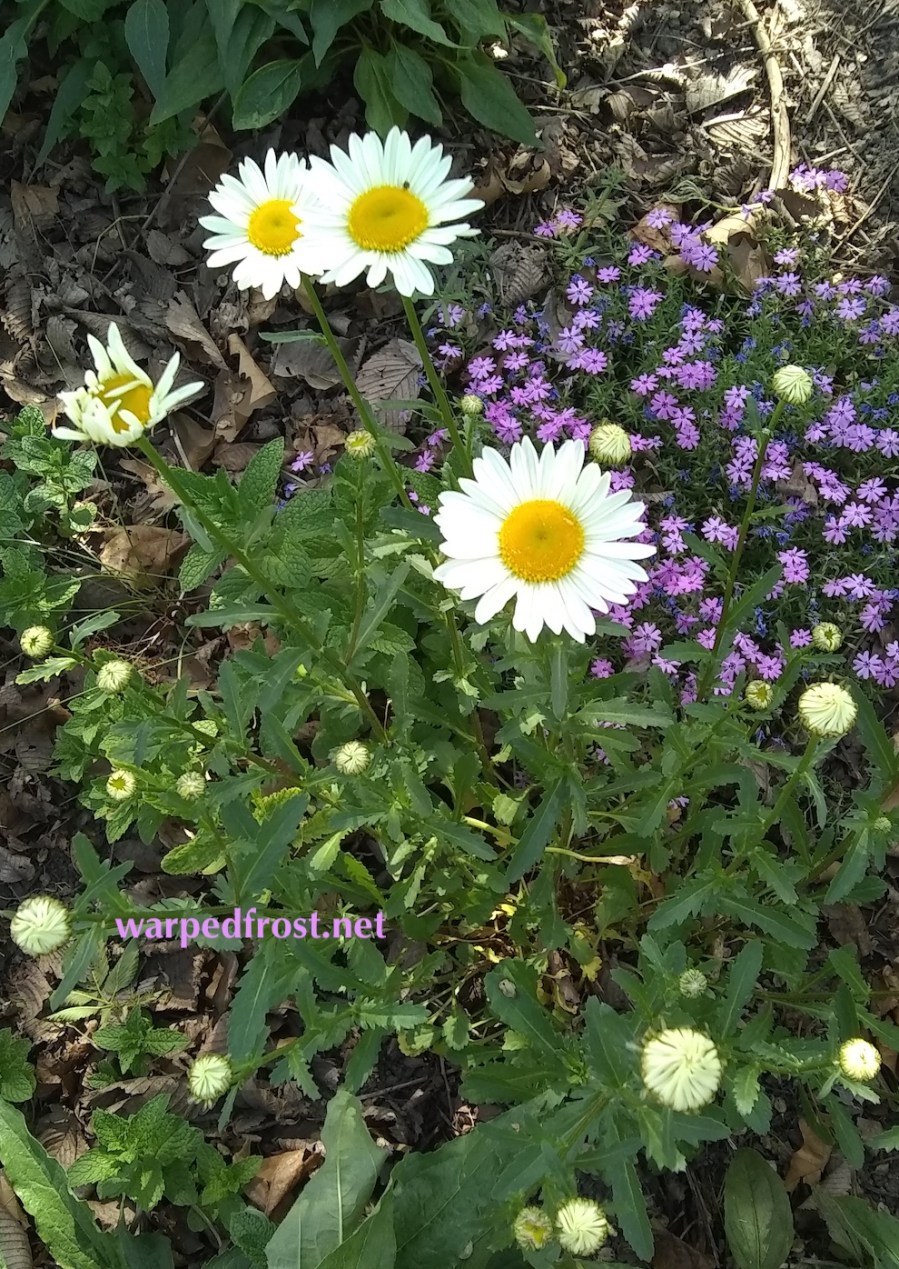 Photo shows freshly bloomed daisies, some daisy buds, and some flox.