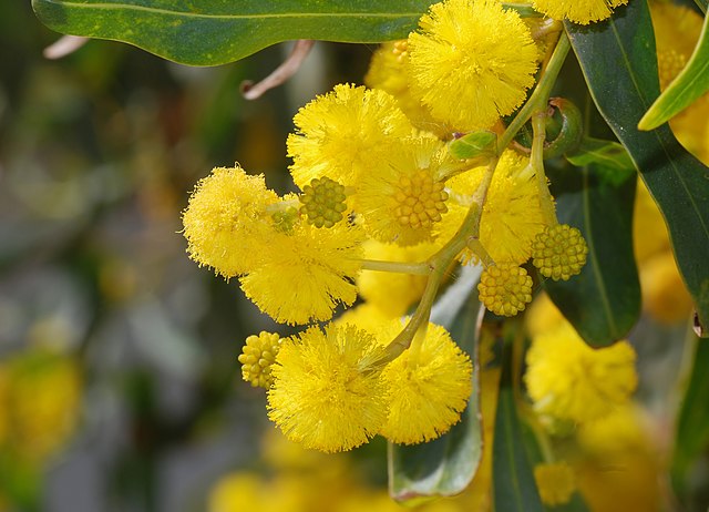 A bunch of fluffy yellow acacia flowers