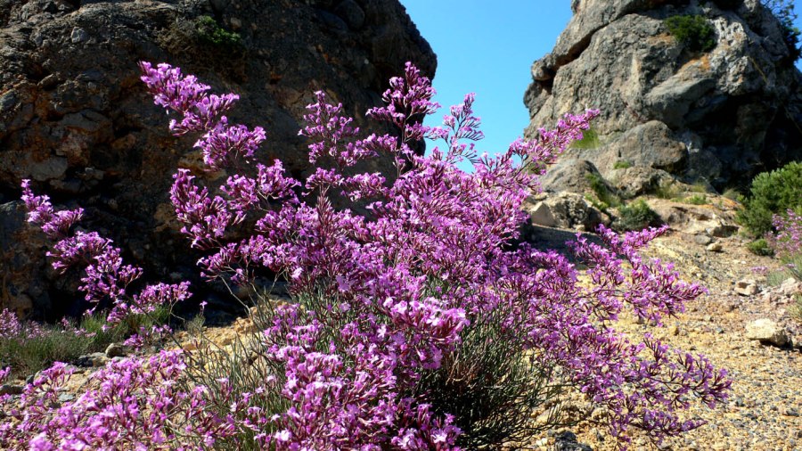 A purple shrub-like flower growing in a small sandy hill. It is "sea lavender," limonius insignis.