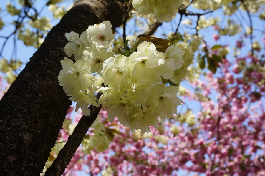 In the center of this photo is a cluster of ukon cherry blossoms, a rare yellowish sakura developed in the Edo period. There are pink flowers in the background but they are too blurry to tell what they are.